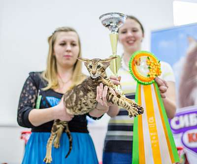 �������� ����� '�������� ���-����� 5-6 ������ 2014 4-115 BOB4.jpg